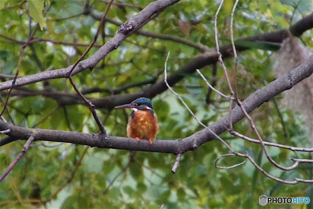 カワセミちゃん（♀）
