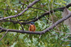 カワセミちゃん（♀）