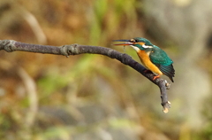 カワセミちゃん（♀）大阪／旭