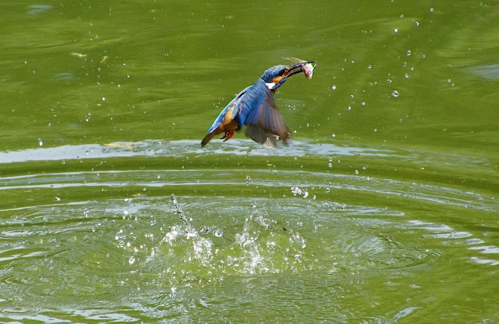 お魚ゲットなカワセミくん