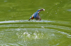 お魚ゲットなカワセミくん