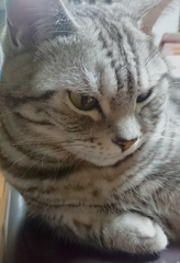 アメショーくん