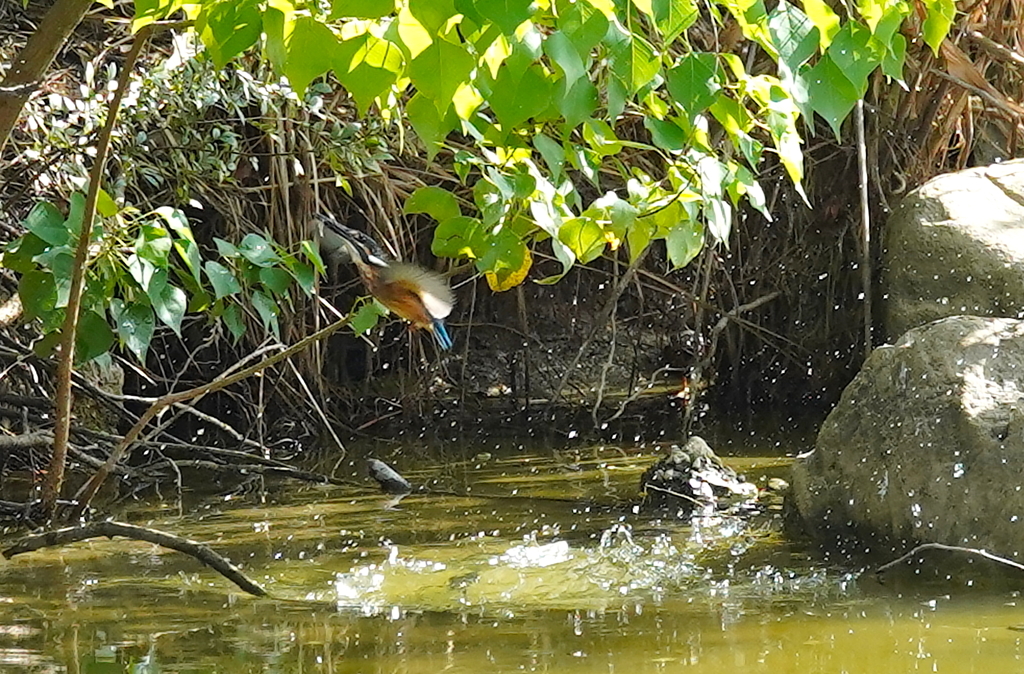 カワセミくん　　大阪／旭区