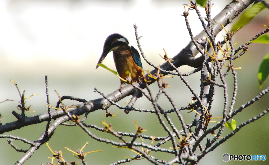 カワセミくん（大阪／城北公園）