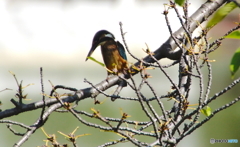 カワセミくん（大阪／城北公園）