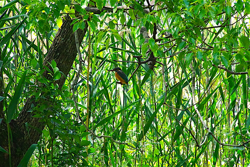 カワセミちゃん