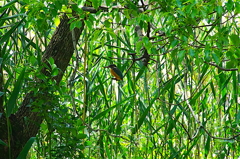 カワセミちゃん