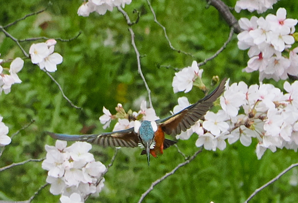 桜から飛び出すカワセミくん　大阪・鶴見