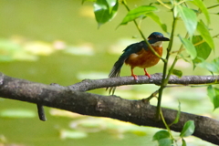 カワセミくん（♂）幼鳥　大阪／天王寺