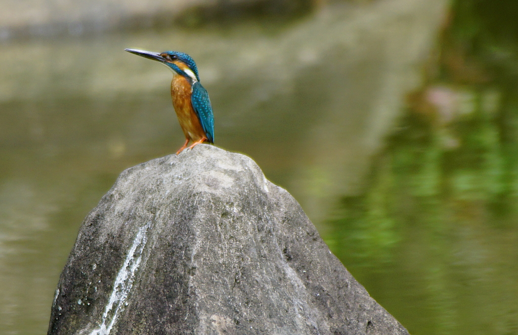 カワセミくん（大阪／天王寺）