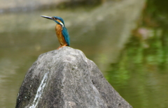 カワセミくん（大阪／天王寺）
