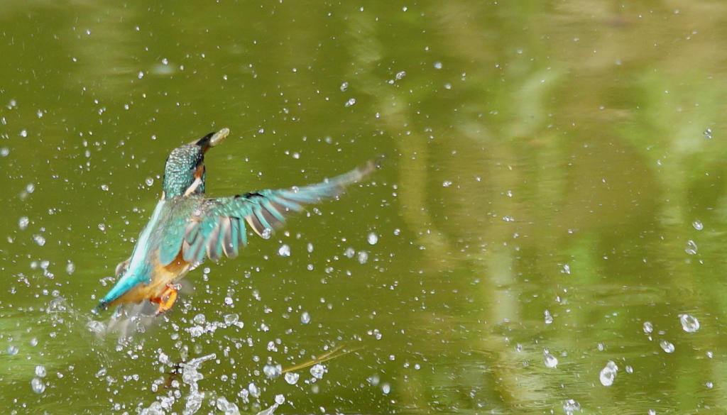カワセミちゃん（♀）大阪／旭