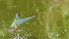 カワセミちゃん（♀）大阪／旭