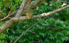 カワセミくん（大阪／天王寺）