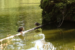 公園（大阪千里）