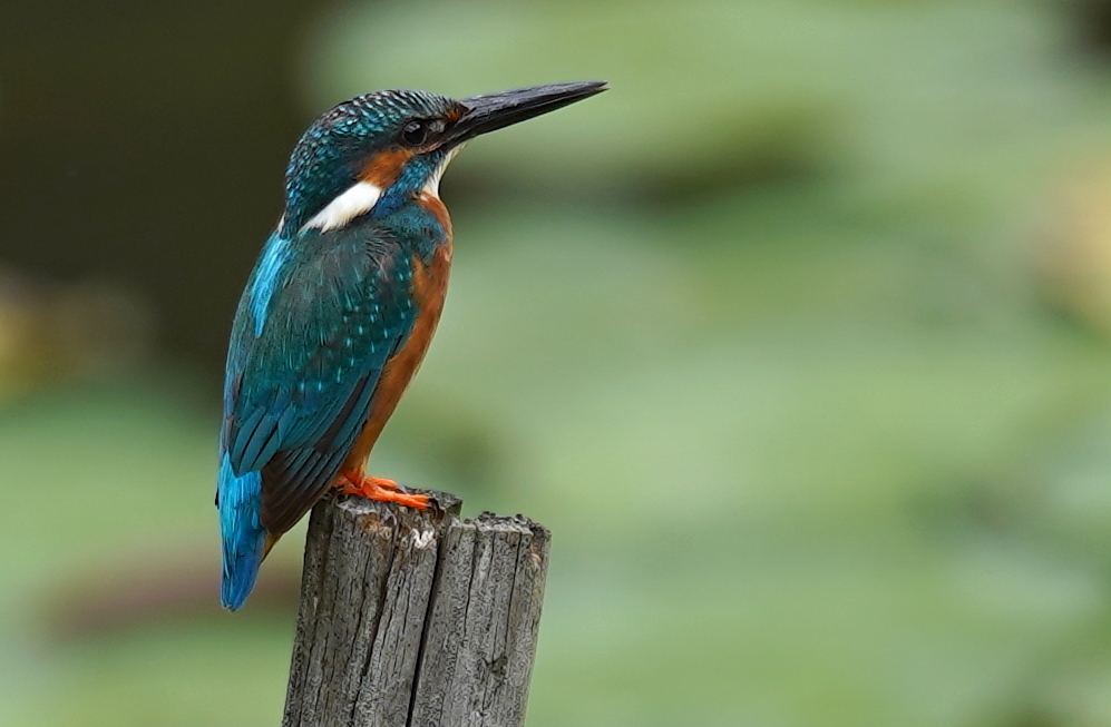 杭にカワセミくん♂   大阪／豊中千里