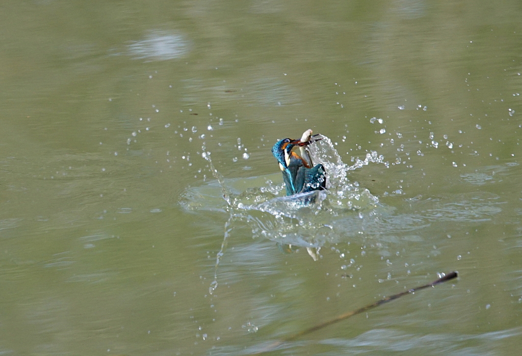 カワセミくん　大阪／千里