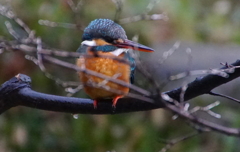 雨中のカワセミちゃん