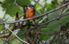 カワセミくん（大阪／千里）