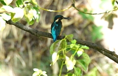 青い鳥