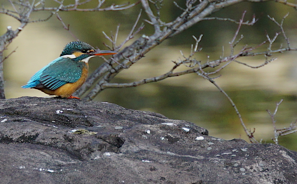 岩にカワセミちゃん（♀）大阪／天王寺