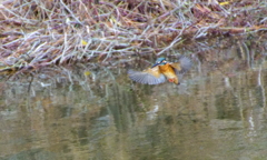 ホバリングなカワセミちゃん♀