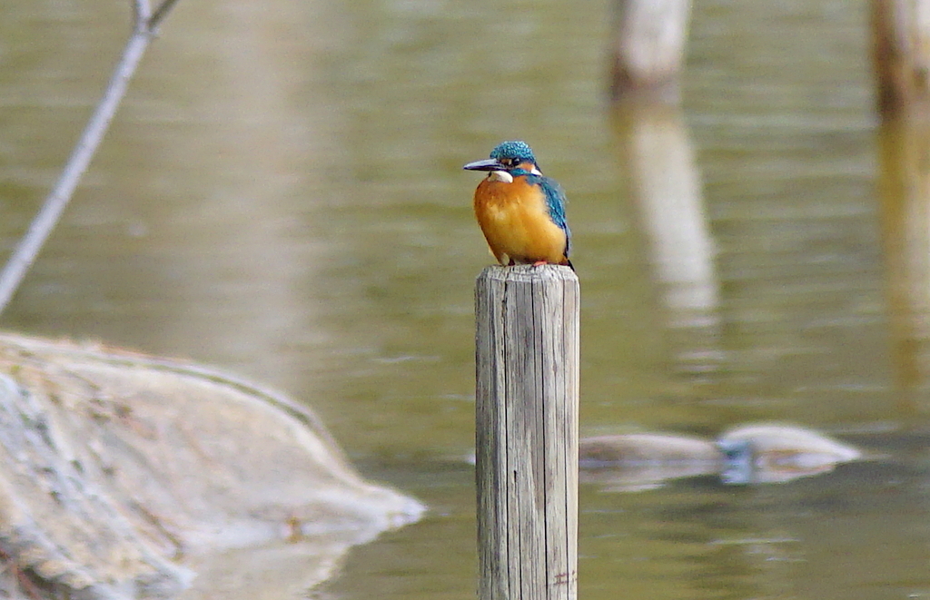 カワセミくん（大阪／城北）