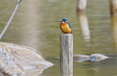カワセミくん（大阪／城北）