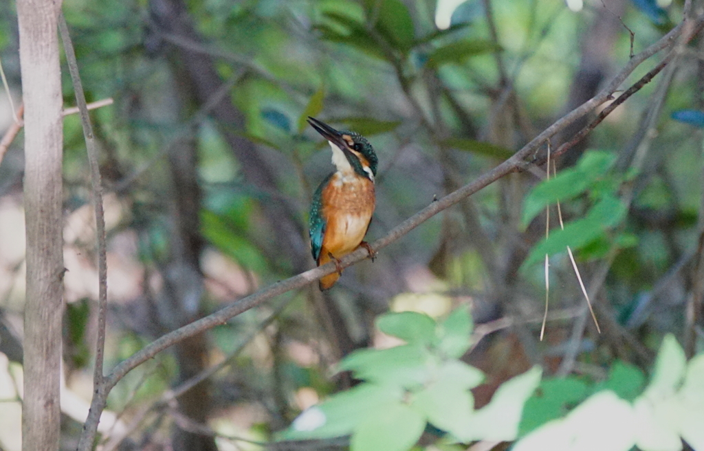 カワセミくん（大阪／堺市）