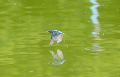 お魚ゲットなカワセミちゃん（♀）大阪／旭