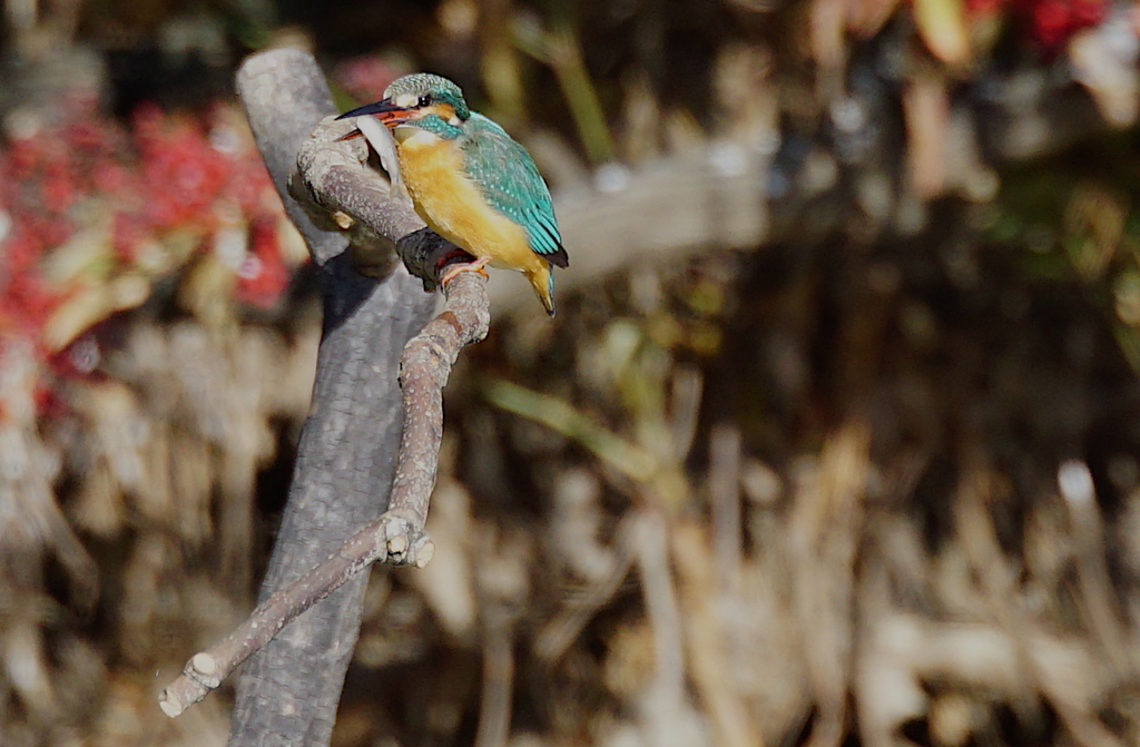 お魚くわえたカワセミちゃん