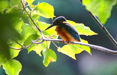 カワセミくん（大阪／千里）