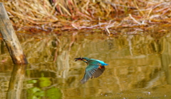 カワセミちゃん