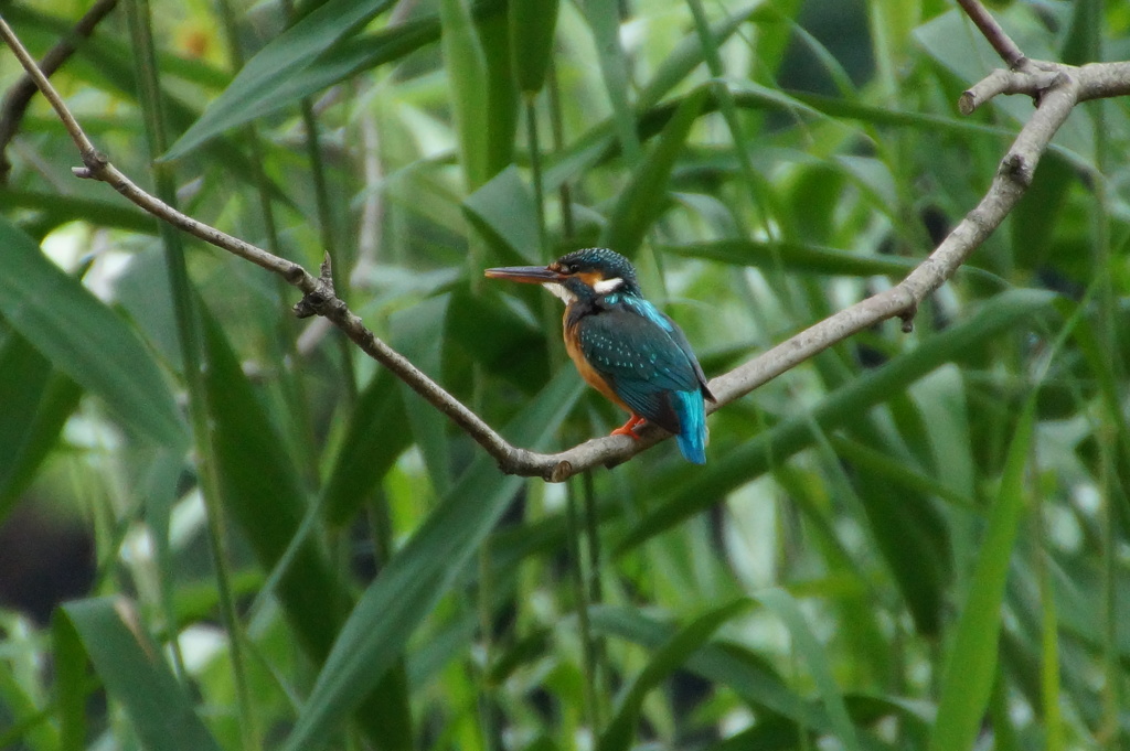 カワセミちゃん（雌）