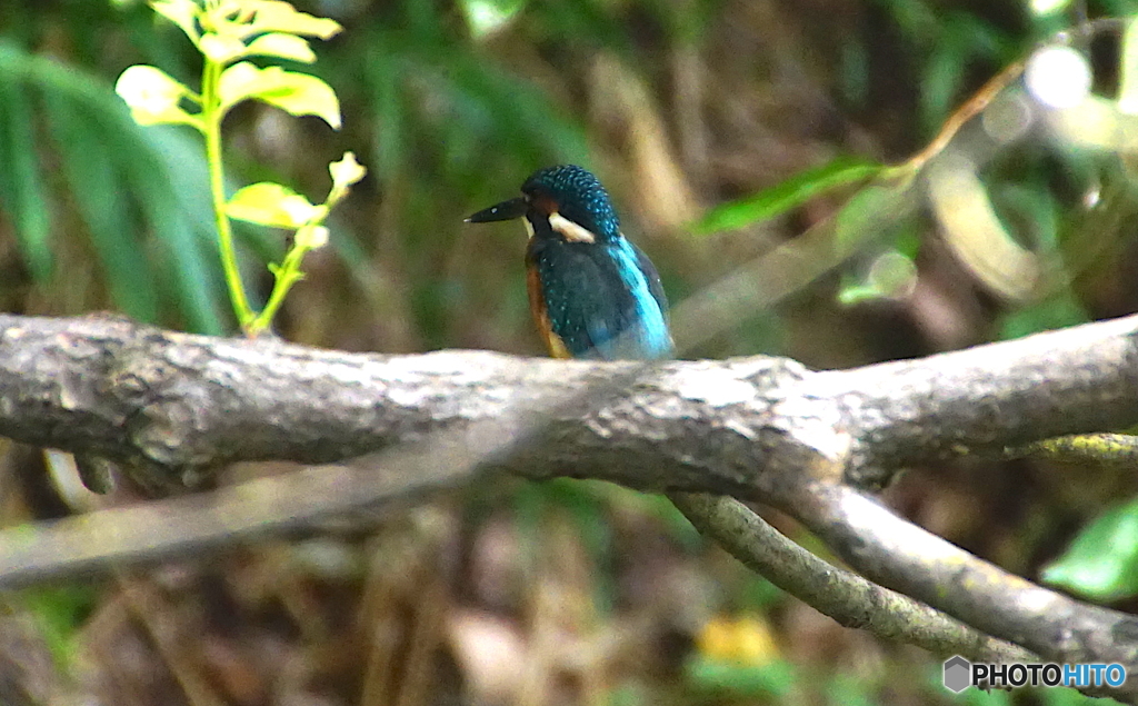 カワセミくん（大阪）