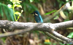 カワセミくん（大阪）