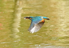 お魚ゲットで飛び去り