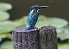 ☆☆杭にカワセミくん　　　大阪／豊中千里