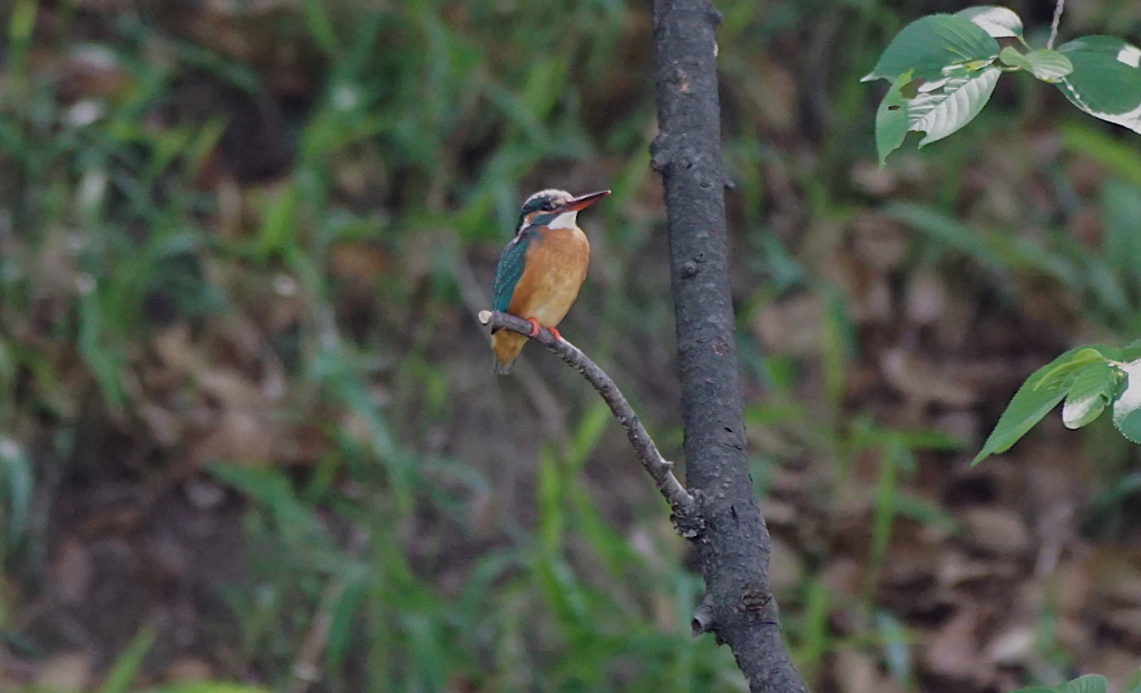 カワセミちゃん枝に、、（大阪／天王寺）