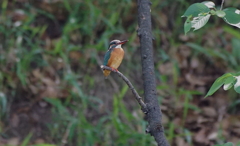 カワセミちゃん枝に、、（大阪／天王寺）