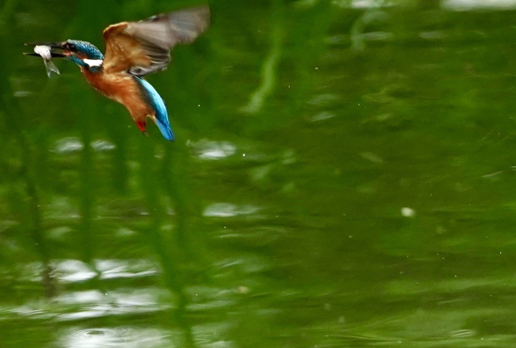 お魚ゲットな、、、　　　吹田千里／大阪