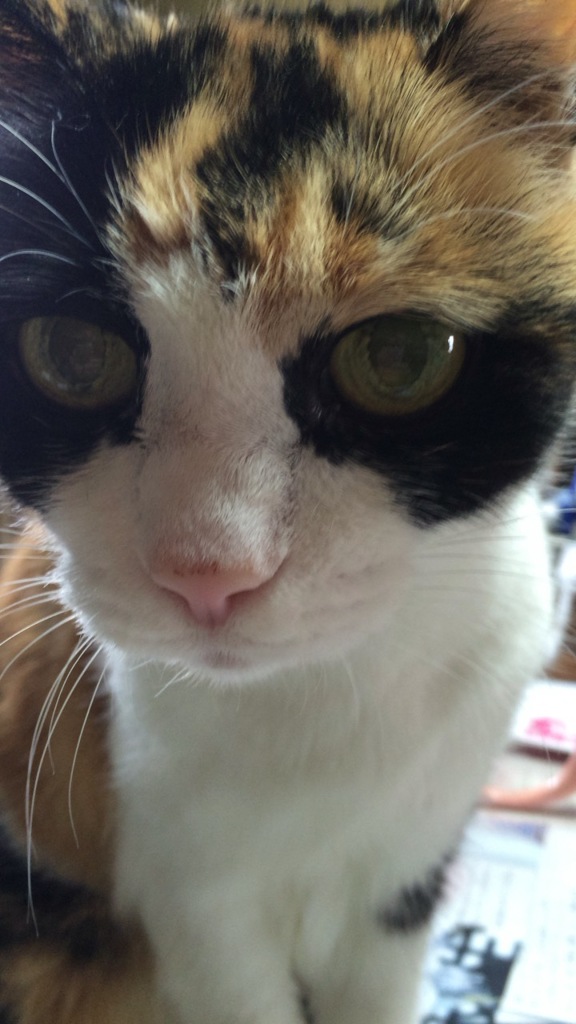 三毛猫さま