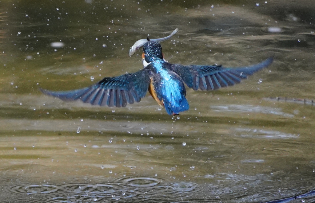 お魚ゲットで飛び去りな