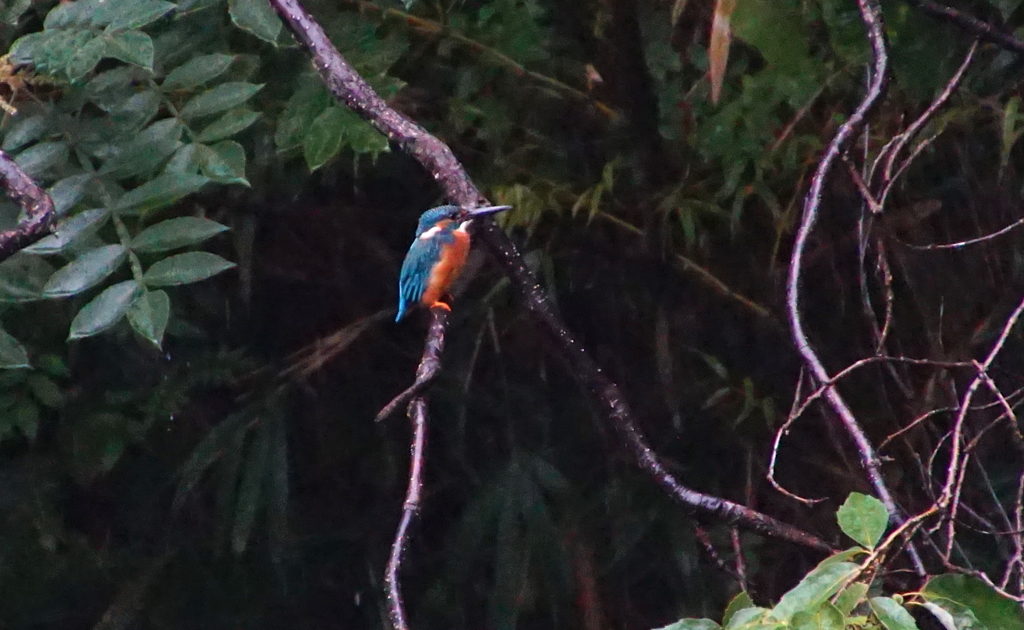 カワセミくん（大阪／千里中央）