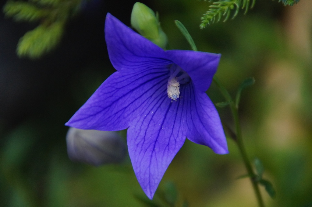キキョウ　京都・晴明神社
