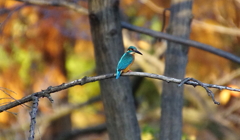 カワセミくん（大阪／城北）