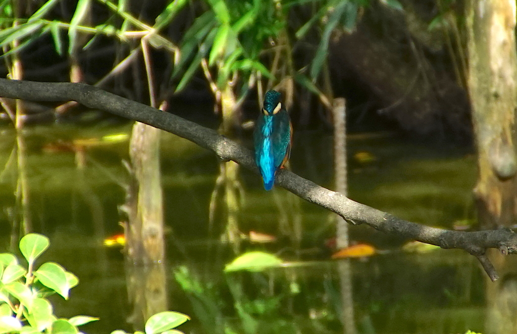 カワセミくん（大阪／茶臼山）