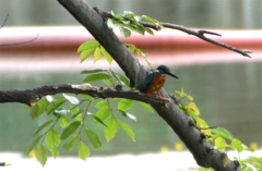 カワセミくん（大阪茶臼山）