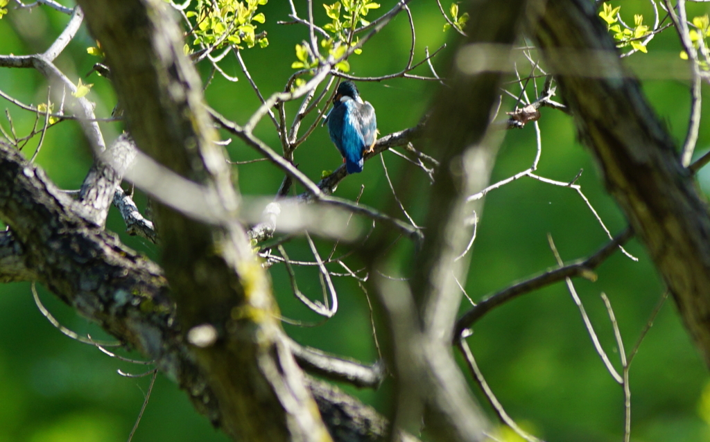 青い背中のカワセミくん