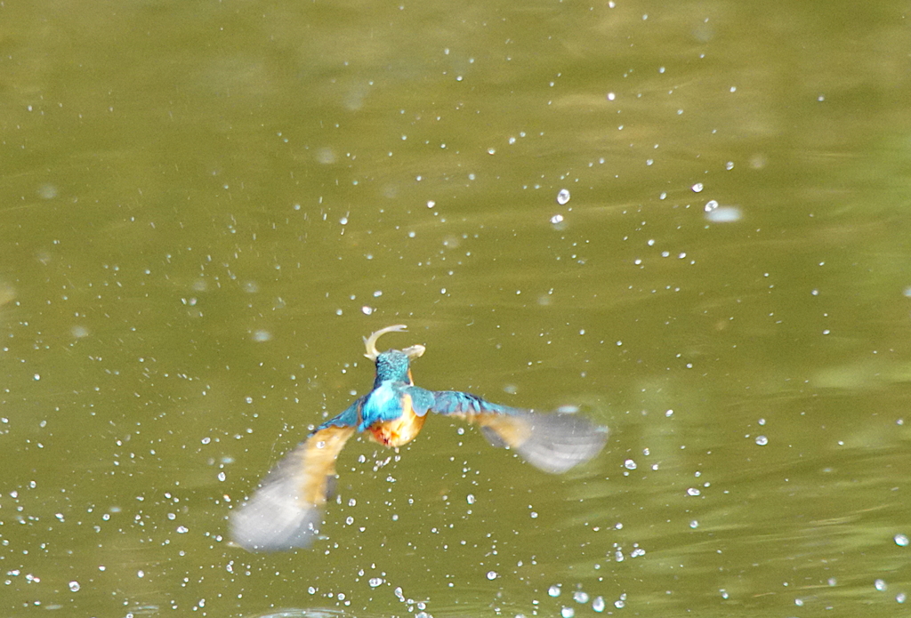 お魚ゲットな彼女